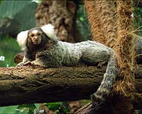 Researchers Find An Evolutionarily Preserved Signature In The Primate Brain