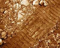 How long can microorganisms live on Mars