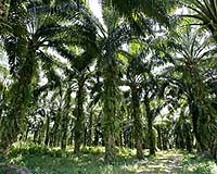 New Generation Biofuels Signs LOI With Costa Rica