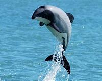 N.Zealand snubs call to better protect 'hobbit' dolphin
