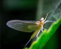 Weather radar records drastic drop in mayfly populations