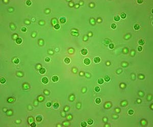 Venture Capitalists Shift Direction On Biofuels