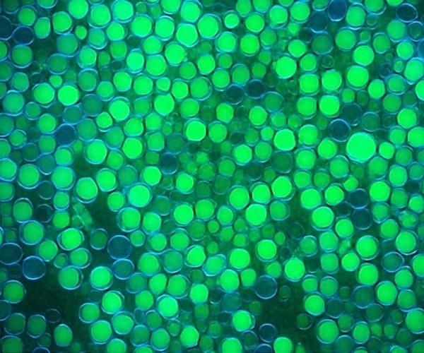 Are 'bacterial probiotics' a game-changer for the biofuels industry?