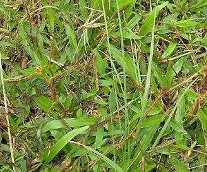How Plants Absorb Pollutants