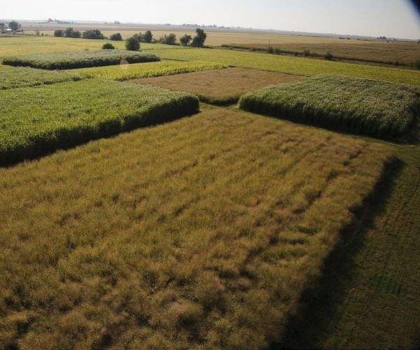 'Keep off the grass': the biofuel that could help us achieve net zero