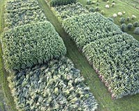 Bioelectricity Promises More Miles Per Acre Than Ethanol