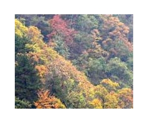 Chinese timber company Sino-Forest seeks bankruptcy