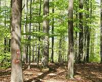 Trees struggle when forests become too small