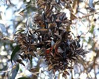 Alarm over fate of monarch butterfly