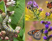 Milkweed losses may not fully explain monarch butterfly declines