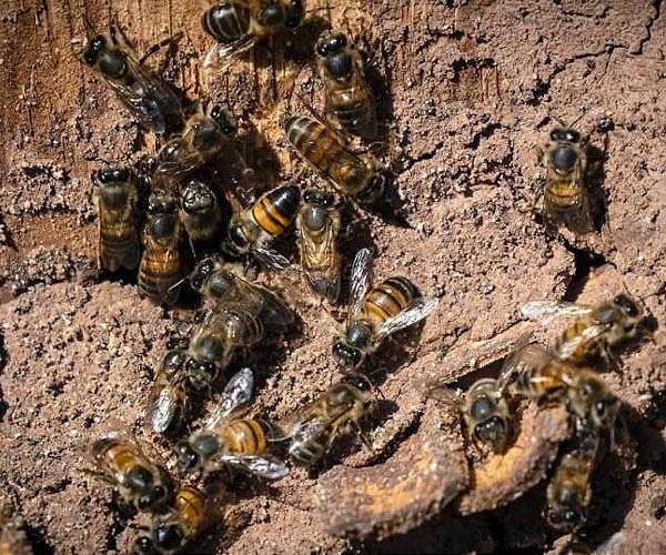 Syrian beekeepers battle both war and climate change