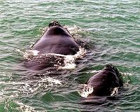 Shipping, fishing killed Canada right whales: autopsy