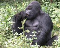 High-stakes conflict threatens DR Congo gorillas