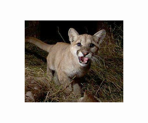 US woman killed in rare suspected mountain lion attack