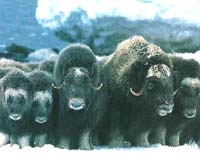 Satellites Can Help Arctic Grazers Survive Killer Winter Storms