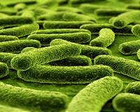 Edible sensor helps TB patients take their meds: study