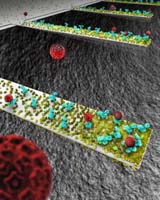 Nanocantilevers Yield Surprises Critical For Designing New Detectors