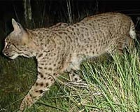 Dogs Chase Efficiently, But Cats Skulk Counterintuitively