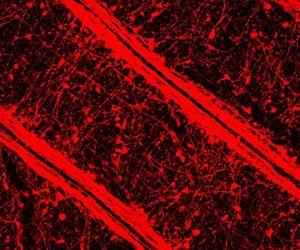 Ion selectivity in neuronal signaling channels evolved twice in animals