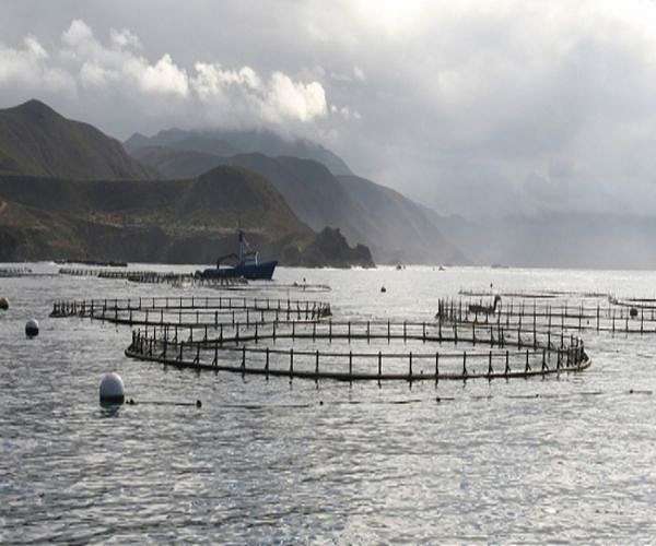 New fish-free aquaculture feed to raise fish farming standards