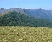Nigeria's forests to disappear by 2020: expert