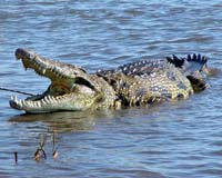 Skin demand threatens Nigeria crocs