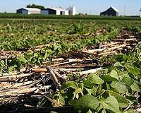 China buys 'considerable' amount of US pork, soybeans