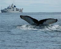 Whaling commission buys time to resolve thorny issues