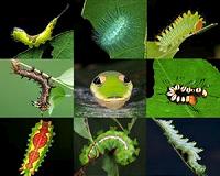 Insect apocalypse: German bug watchers sound alarm
