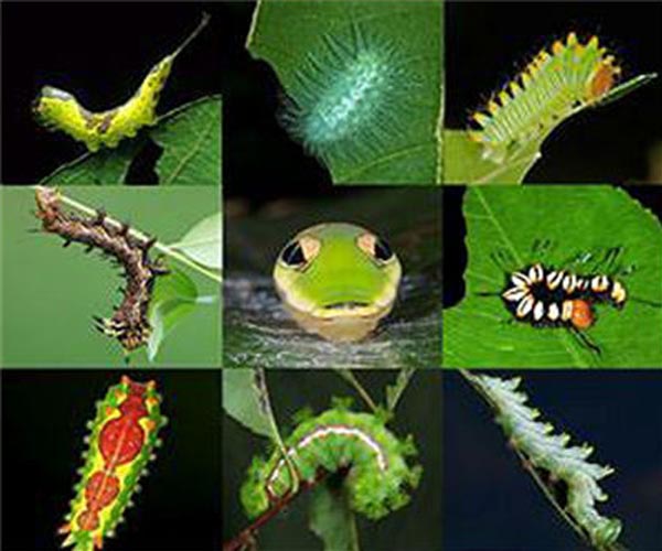 German climate, insect protection laws cross finish line