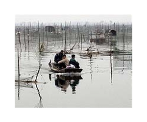 Led by China, fish farms soaring: study
