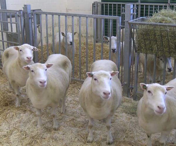 Sardinia's sheep farmers battle bluetongue as climate warms