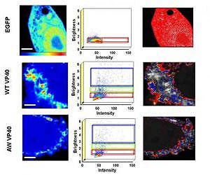 New insights into Ebola infection pave the way for much-needed therapies