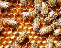 Study identifies plant chemical that determines a honey bee's caste