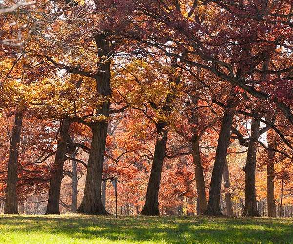 How climate change is muting America's famous fall foliage