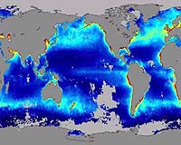 Ocean Plant Life Slows Down And Absorbs Less Carbon