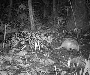Candid Cameras Give A Chance To See Wildlife As A Scientist Does