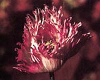US winding down Afghan poppy destruction: envoy