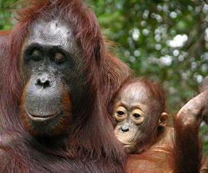 Indonesia land clearance 'wiping out' orangutans