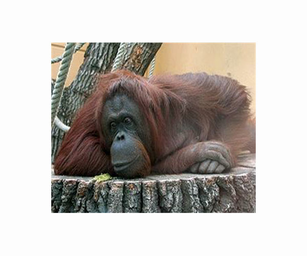 Two smuggled Indonesian orangutans fly home from Thailand