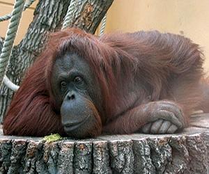 Study: Orangutans survived 'squeeze' event