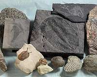 In ancient oceans that resembled our own, oxygen loss triggered mass extinction
