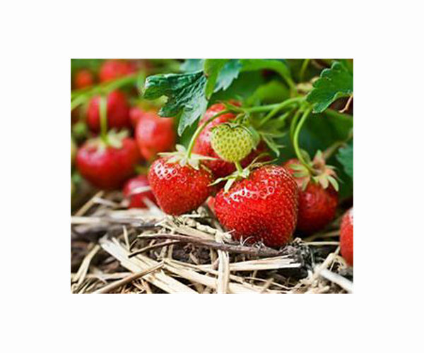 Strawberry farms threaten Spanish wetlands