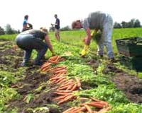 Vidalia Farmers Develop Alternative To Hand-Transplanting Onions