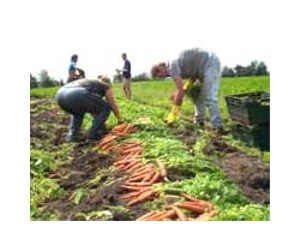 Transitioning To Organic Farming