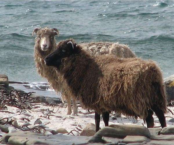 Orkney's seaweed-eating sheep offer hopes of greener farming