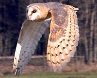 Owls' wings could hold the key to beating wind turbine noise