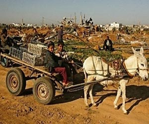 Israeli settlements 'displace' Palestinians: HRW