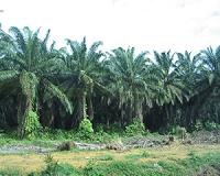 Indonesia refuses palm oil permits in anti-haze push