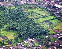 Total loses bid for palm oil tax break